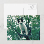 Kitten in een Apple-boom Briefkaart (Voorkant / Achterkant)