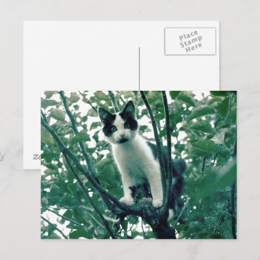 Kitten in een Apple-boom Briefkaart (Voorkant / Achterkant)
