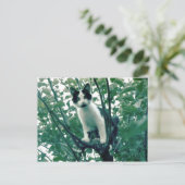 Kitten in een Apple-boom Briefkaart (Staand voorkant)