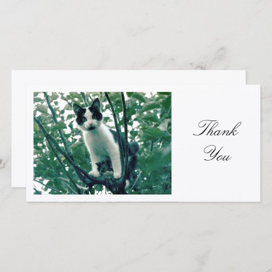 Kitten in een Apple-boom - Dank u Bedankkaart (Voorkant / Achterkant)