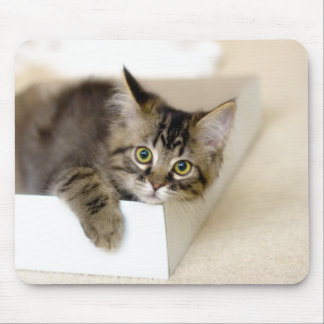 Kitten in een Box mousepad Muismat