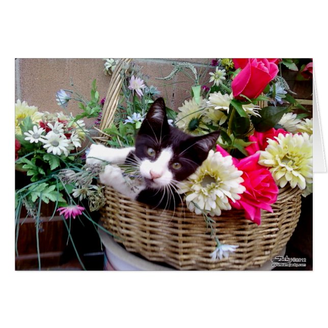 Kitten in een mand (Voorkant Horizontaal)