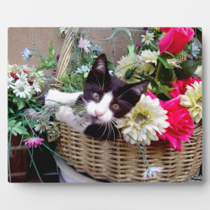 Kitten in een mand fotoplaat