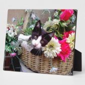 Kitten in een mand fotoplaat (Zijkant)