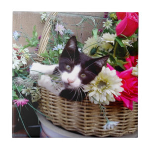 Kitten in een mand tegeltje