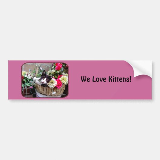 Kitten in een mandje bumpersticker (Voorkant)