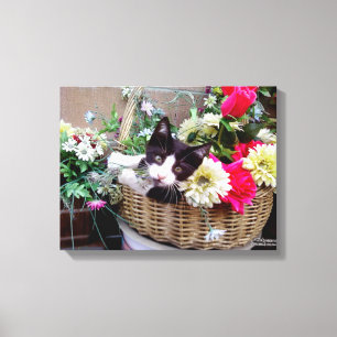 Kitten in een mandje canvas afdruk