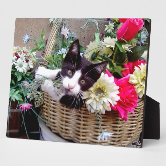 Kitten in een mandje fotoplaat (Zijkant)