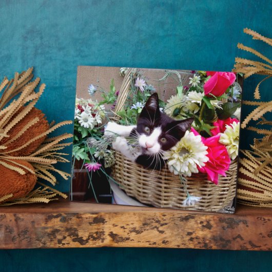 Kitten in een mandje fotoplaat (Zijkant)