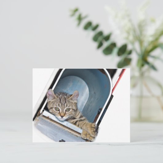 Kitten in een postbus briefkaart (Staand voorkant)