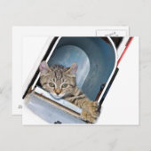 Kitten in een postbus briefkaart (Voorkant / Achterkant)