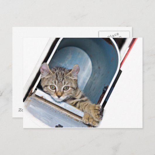 Kitten in een postbus briefkaart (Voorkant / Achterkant)