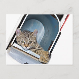 Kitten in een postbus briefkaart
