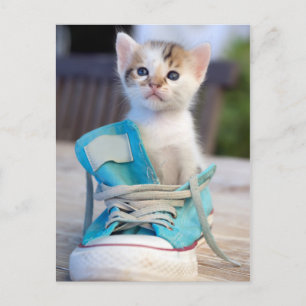 Kitten in een schop briefkaart