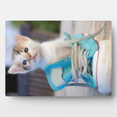 Kitten in een schop fotoplaat (voorkant)