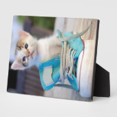 Kitten in een schop fotoplaat (Zijkant)