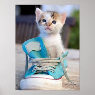 Kitten in een schop poster
