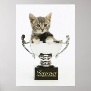 Kitten in een trofee poster