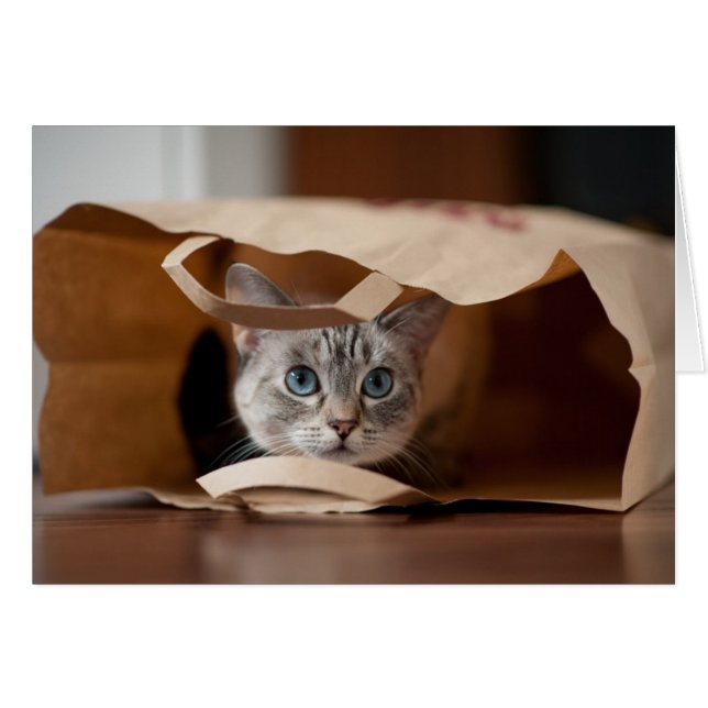 Kitten in Grocery Bag (Voorkant Horizontaal)