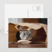 Kitten in Grocery Bag Briefkaart (Voorkant / Achterkant)