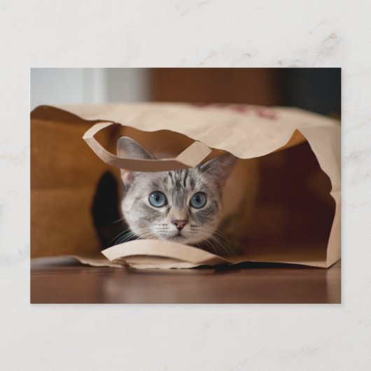 Kitten in Grocery Bag Briefkaart (Voorkant)