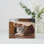 Kitten in Grocery Bag Briefkaart (Staand voorkant)