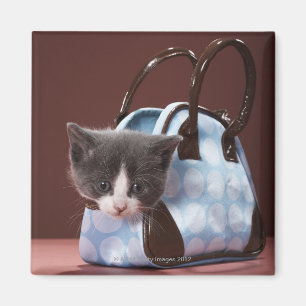 Kitten in handtas magneet