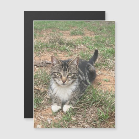 Kitten in het gras (Voorkant / Achterkant)