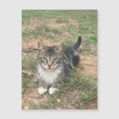 Kitten in het gras (Voorkant)