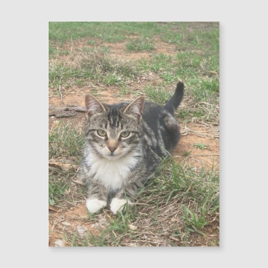 Kitten in het gras (Voorkant)