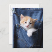 kitten in jeans tas briefkaart (Voorkant / Achterkant)