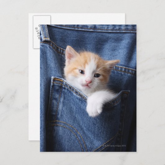 kitten in jeans tas briefkaart (Voorkant / Achterkant)