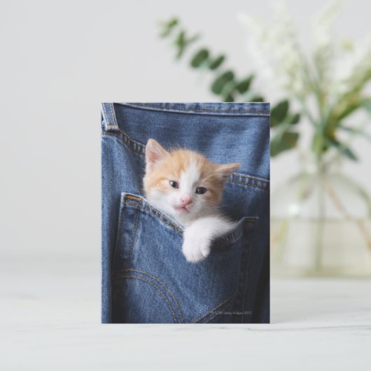 kitten in jeans tas briefkaart (Staand voorkant)