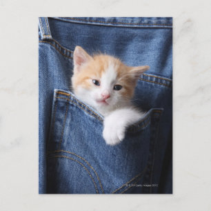 kitten in jeans tas briefkaart