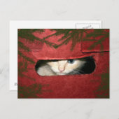 Kitten in kerstbox feestdagenkaart (Voorkant / Achterkant)