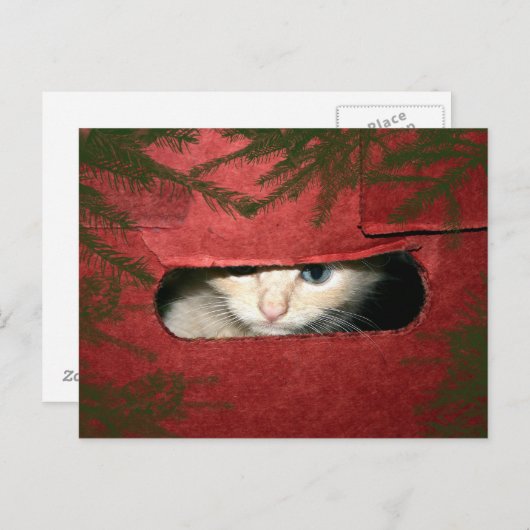 Kitten in kerstbox feestdagenkaart (Voorkant / Achterkant)