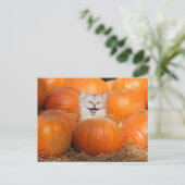 Kitten in pompoenen briefkaart (Staand voorkant)
