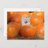 Kitten in pompoenen briefkaart (Voorkant / Achterkant)
