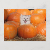 Kitten in pompoenen briefkaart (Voorkant)