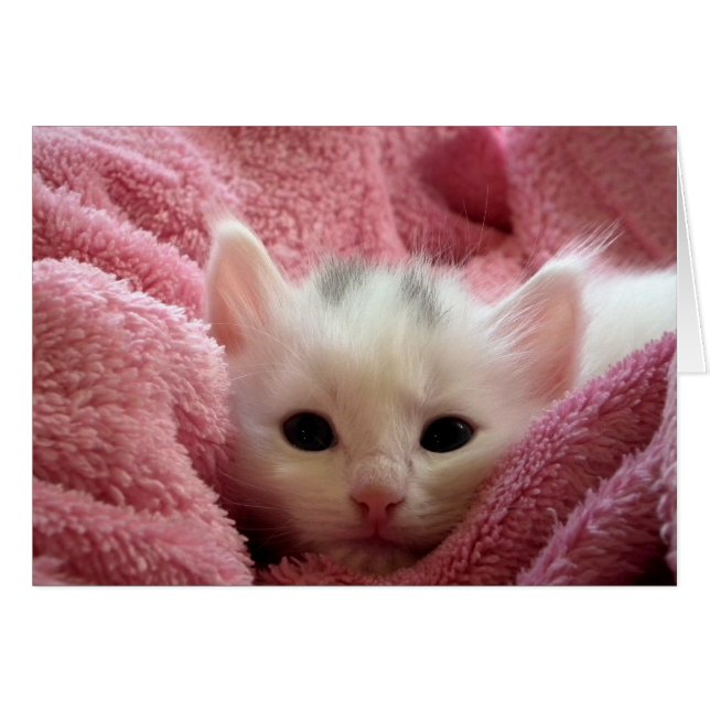 Kitten in Roze (Voorkant Horizontaal)