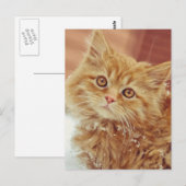 Kitten in sneeuw briefkaart (Voorkant / Achterkant)