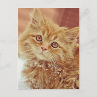 Kitten in sneeuw briefkaart