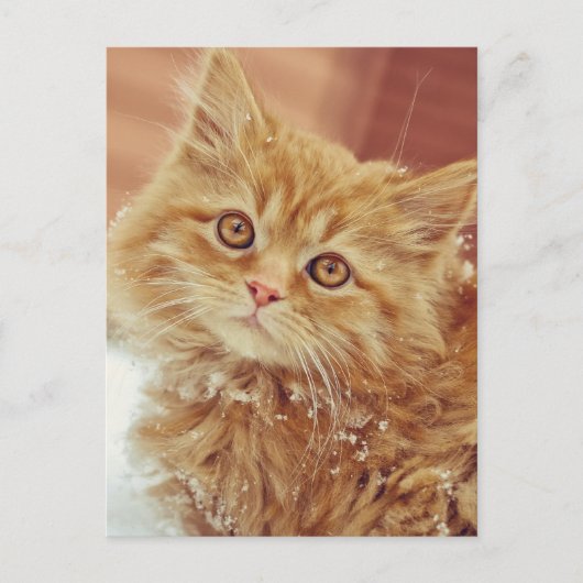 Kitten in sneeuw briefkaart (Voorkant)