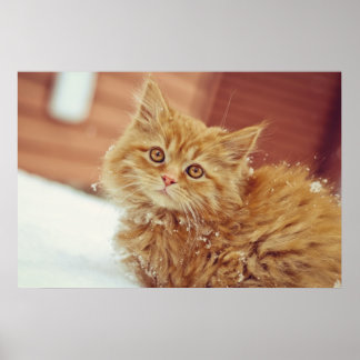 Kitten in sneeuw poster