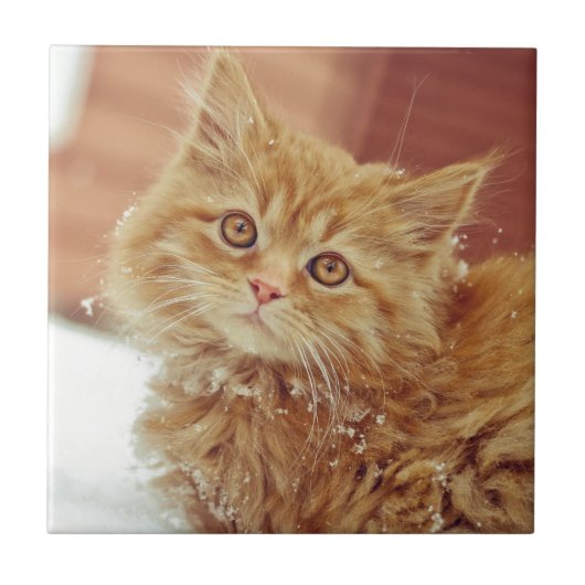 Kitten in sneeuw tegeltje (Voorkant)