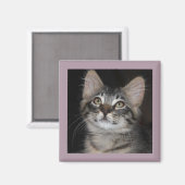 Kitten Innocence Magnet (Voorkant / Achterkant)