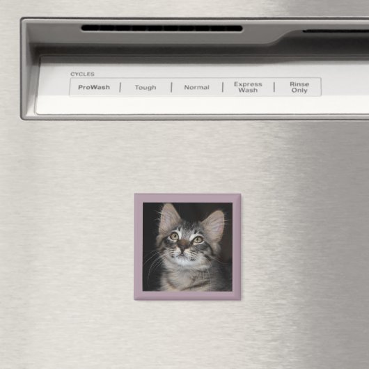 Kitten Innocence Magnet (Insitu (Vaatwasser))