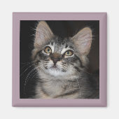 Kitten Innocence Magnet (Voorkant)