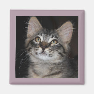 Kitten Innocence Magnet