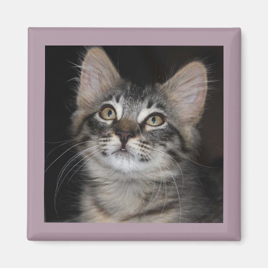 Kitten Innocence Magnet (Voorkant)
